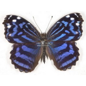 MYSCELIA ETHUSA CYANECULA